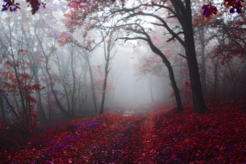 Being lost in wonderland&hellip; by HeavenMan on Flickr.