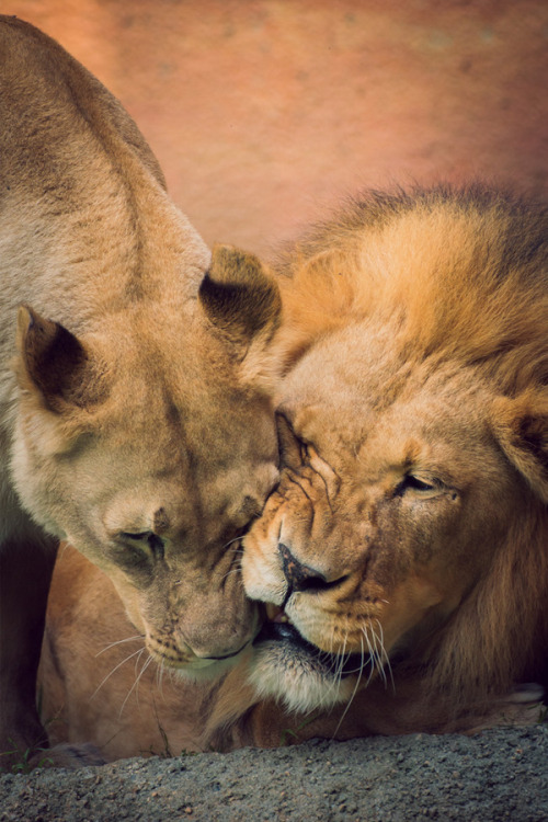 brazenbvll:  I Wanna Marry You → (©)  
