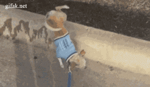 foreverdai:  Laika boss  Pinche puerco pero me agrada