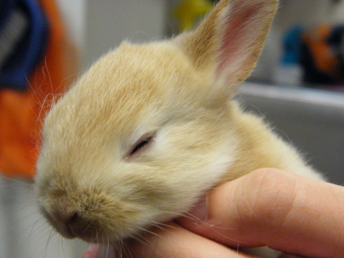 fortunas-sands:  Baby bunny photos from the Georgia House Rabbit Society! 
