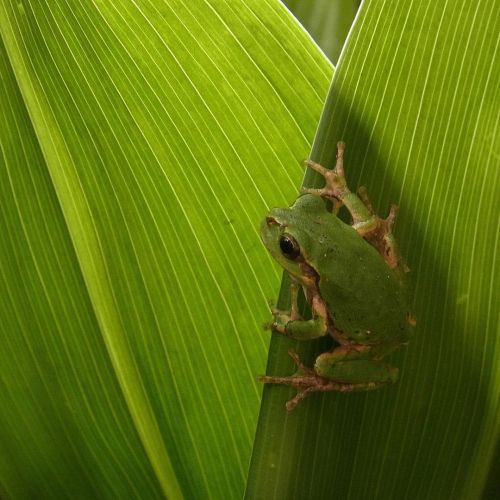 #frog #蛙 #カエル #アマガエル #雨蛙 #cm_frog www.instagram.com/p/CB7_wGvlH9K/?igshid=1oag3mt43l6zq