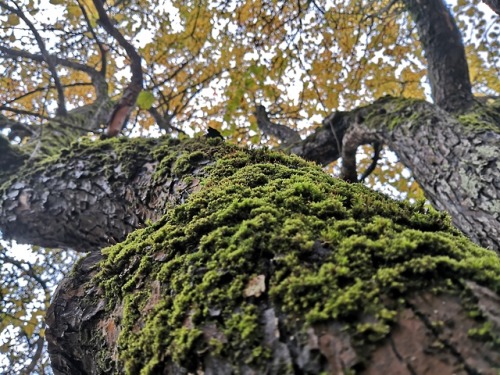 A walk in Kadriorg park