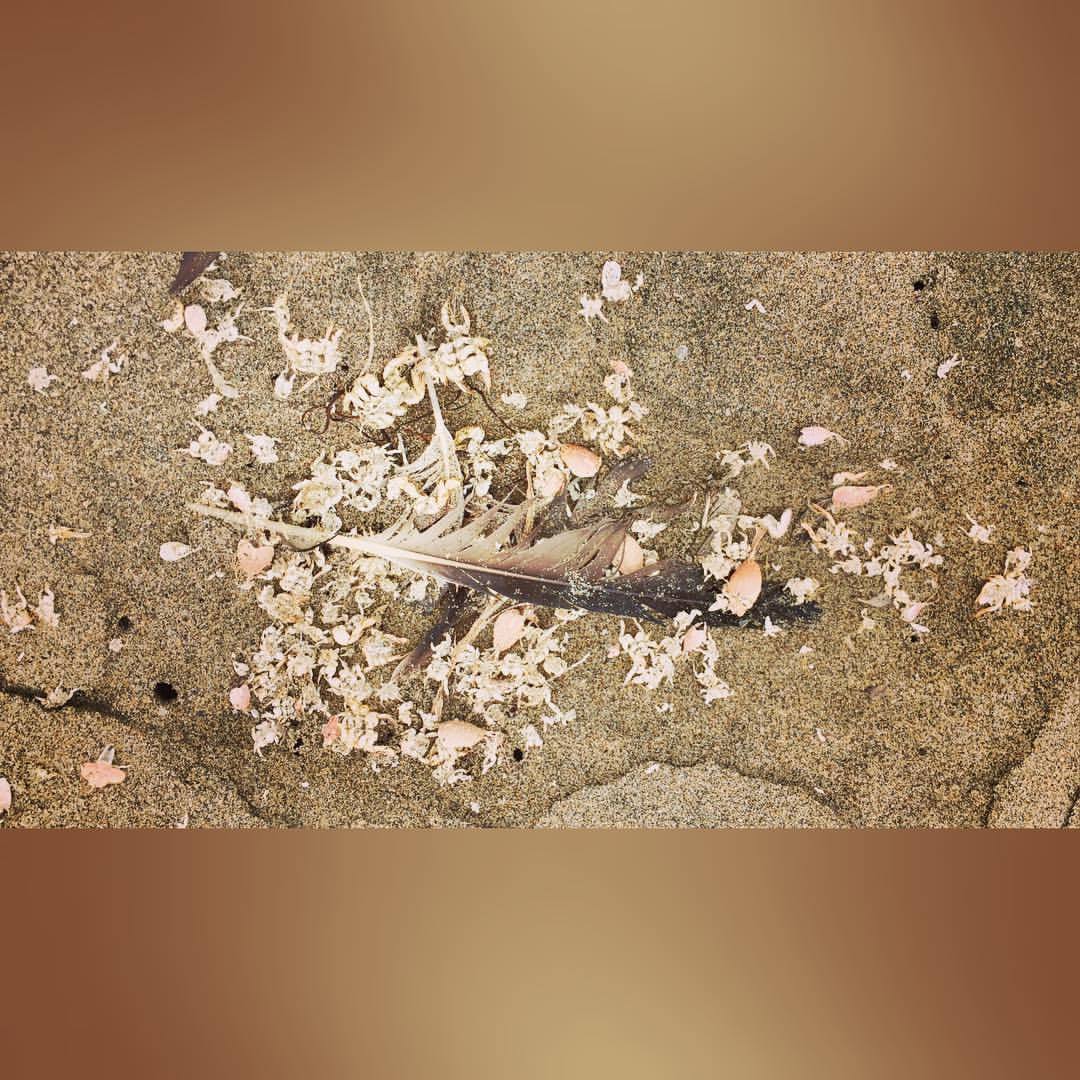 #skeletons #deadsealife #feather #beach #crabs #massgrave #surf  (at Manresa State