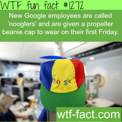 wtf-fun-facts:  new Google employees are
