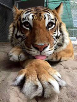 roachpatrol: new-boot-goofin:  blazepress:  Extremely photogenic tiger.   Bless  THE LARGEST BLEP 