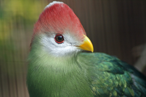 Red-crested turaco