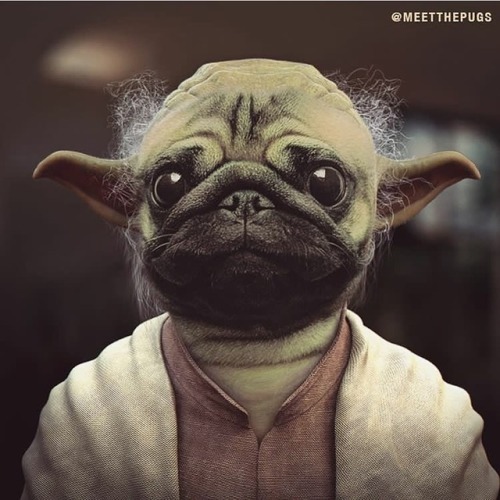 &ldquo;Feel the force inside yourself you must.&rdquo; - Loulou #yoda #starwars #theforce #omg #oot