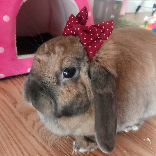 kittenyurimew: I know this isnt like a pet blog but look at my baby with a bow on. um. where do I ge