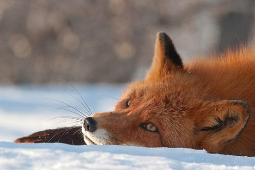 wolverxne:Fox - Kamchatka, Russia | by: SERGEY GORSHKOV