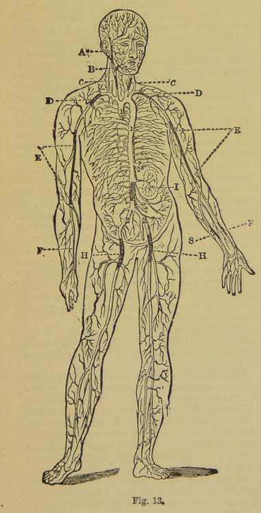 nemfrog: Fig. 13. Circulatory system. A dictionary of domestic medicine and household surgery. 1903.