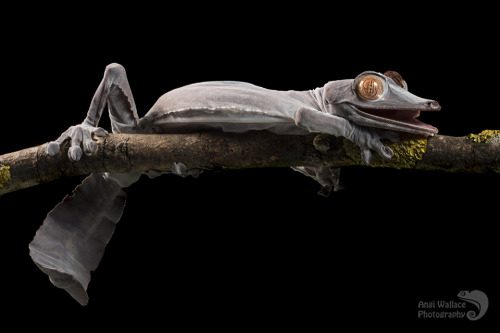 merswine:drunkatron:kaijutegu:end0skeletal:A leaf-tailed gecko shedding and eating his skinby AngiWa