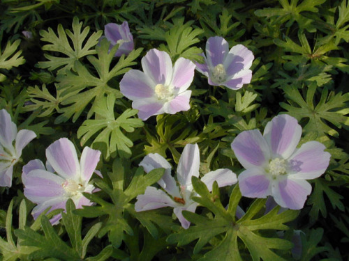 wild-flowers:Poppy Mallow