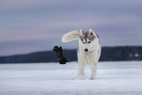 Porn expressions-of-nature:  by Andrei Ershov photos