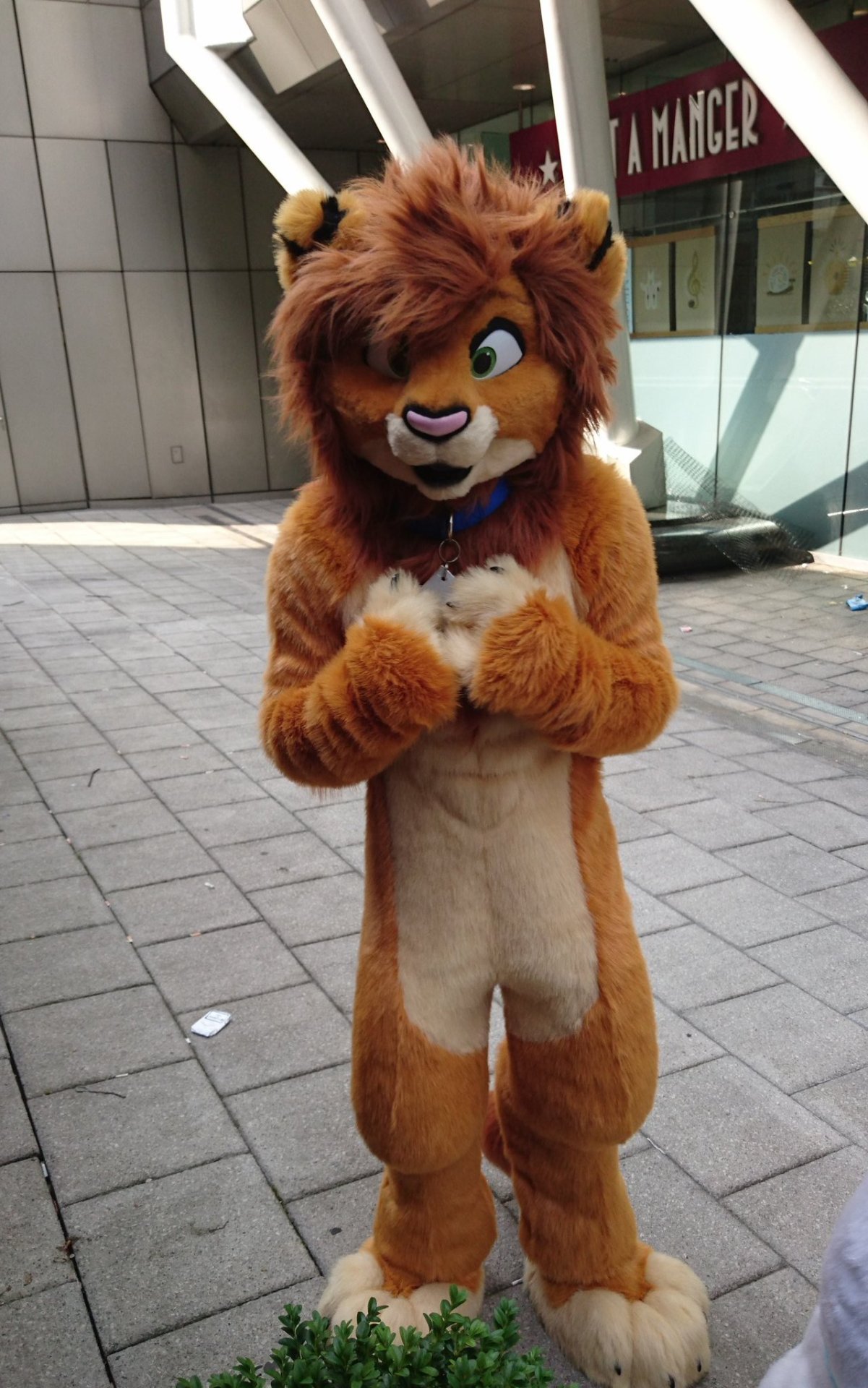 cola-the-red-panda:  fursuitpursuits:  RT @TamariLion: Who’s cute? I’m cute?