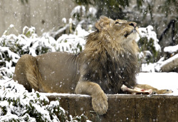 magicalnaturetour:  Smithsonian’s zoo ~