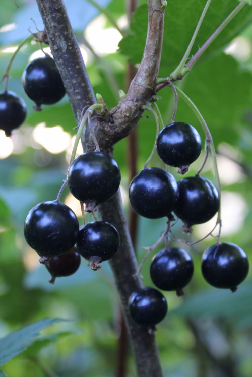 Perfect Berries These blackcurrants are now ready for harvesting. Photo taken in Doune, Stirlingshir