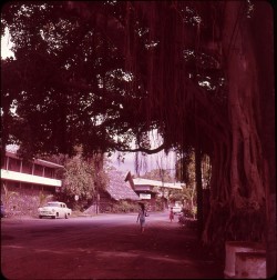 twoseparatecoursesmeet:  Kailua Street Scene, 1960s Doris Thomas 