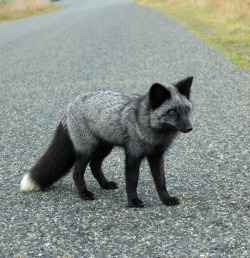 beautiful-wildlife:  Lost Highway by matt knoth 