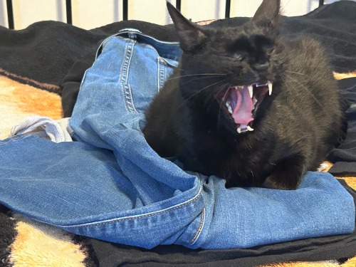 Mid Yawn!