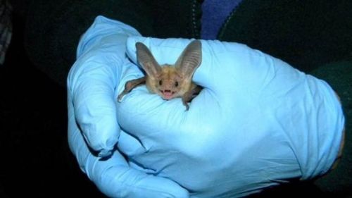 Miguel Ordeñana hanging out with a pallid bat (Antrozous pallidus)—one of only two species of bats r