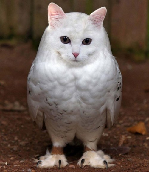 mymodernmet:Meowls are the bizarre yet adorable combination of owls’ bodies with cats’ heads superim