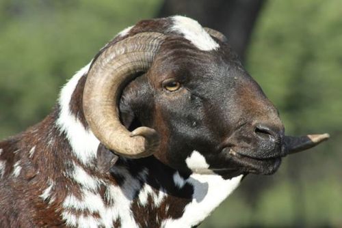 anungulateaday:Damara Sheep [Ovis aries]