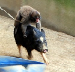 animals-riding-animals:  monkey riding pig