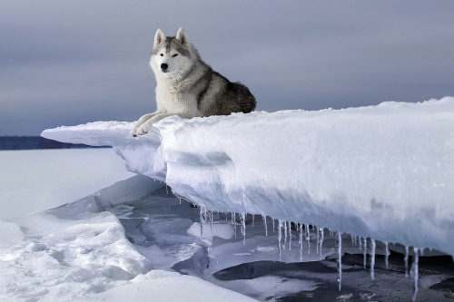 expressions-of-nature:  by Andrei Ershov porn pictures