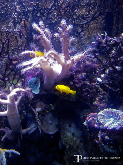 Australia - Taronga Zoo &Sydney Aquarium
