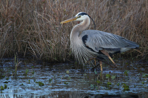 ainawgsd: The great blue heron (Ardea herodias) is a large wading bird in the heron family Ardeidae,