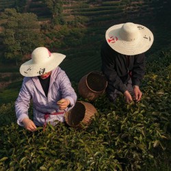 polychelles:  Longjing tea harvesters, photographed
