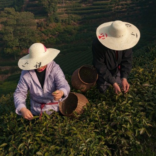 polychelles:Longjing tea harvesters, photographed by Michael Yamashita