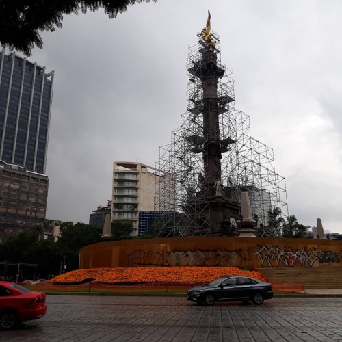 La avenida Paseo de la Reforma ya huele a flor de sempasuchitl! (en El Angel De La Independencia - P