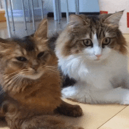 «❀» Cat Stimboard! 