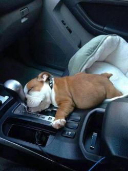 awwww-cute:A tough day at the office