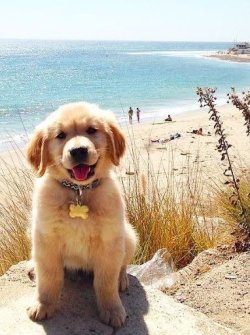 Chillin at the beach with my human.