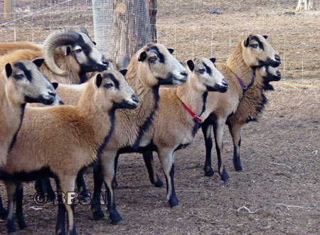 Photos from x and xThe American blackbelly sheep is an open registry version of the Barbados blackbe