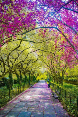 lalulutres:  central park, nyc in spring