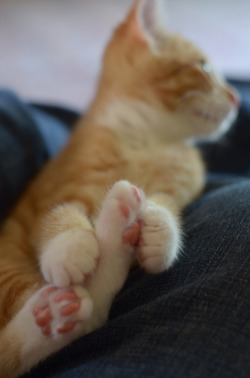 seeszarun:  sleepydumpling:  pvwitch:  In case you were having a bad day, here are some kitten feet  Today is tough.  Have some kitten feet to help you get through.   Always gets me through