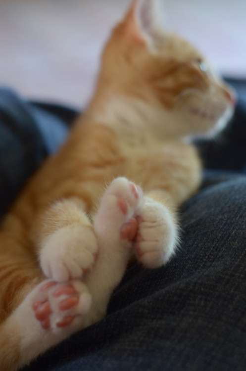 supremesailorscout: pvwitch: In case you were having a bad day, here are some kitten feet KITTEN FEE