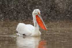 avianeurope:    Dalmatian Pelican (Pelecanus