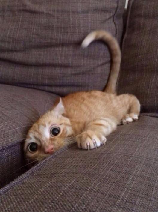 babyanimalsdaily:  When u lose ur phone in the couch but u cant find itFollow Us