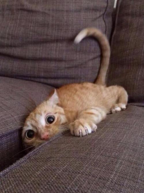 babyanimalsdaily:  When u lose ur phone in the couch but u cant find itFollow Us for More BABY ANIMALS DAILY