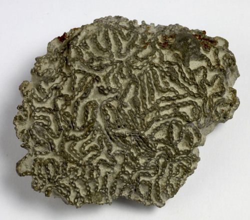 Chain coralThis hand sample is a really spectacular example of a fossil type known as a Chain Coral 