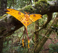 gallusrostromegalus: the-last-hair-bender:  cool-critters:  Comet Moth (Argema mittrei) The Comet moth or Madagascan moon moth is an African moth, native to the rain forests of Madagascar. The male has a wingspan of twenty centimeters and a tail span