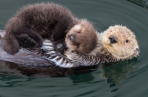 funnywildlife:Otter Squee Factor  by conservation #wildographydudette & photographic guide @suzi