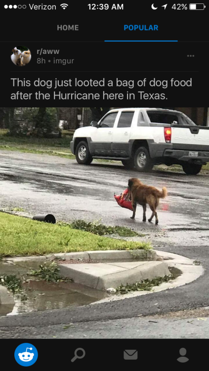 Looter boyehttps://www.reddit.com/r/aww/comments/6w8gmo/this_dog_just_looted_a_bag_of_dog_food_after_the/?st=J6UD7D66&sh=039e98a7