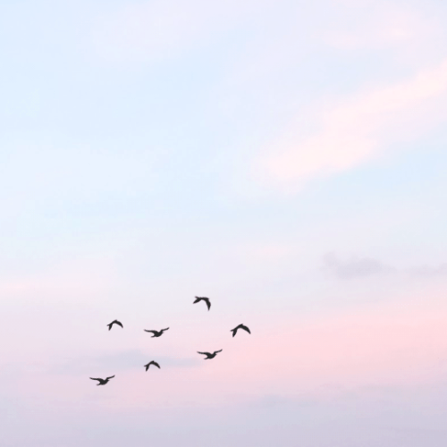 aeselyn:january 2 soar 