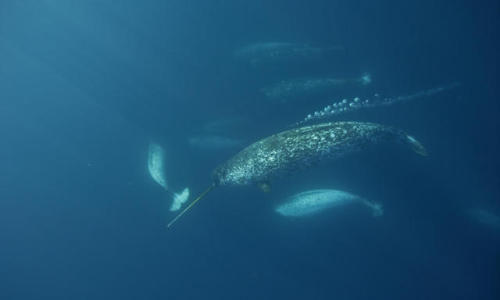 cetacean-nation:A belated post for National Unicorn Day: narwhals! And yes, they’re real animals!Pho