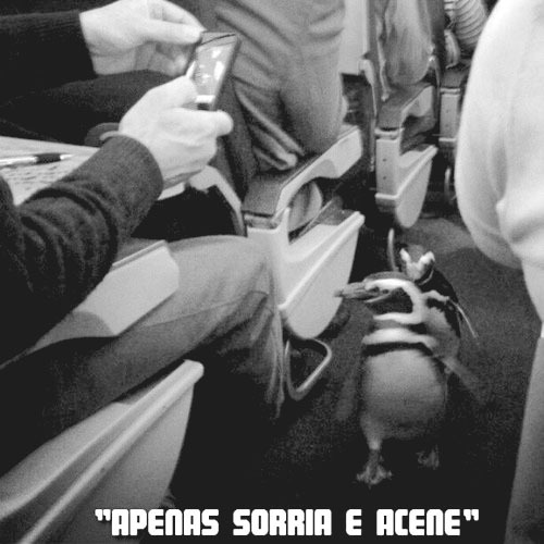 Pequena confusa .